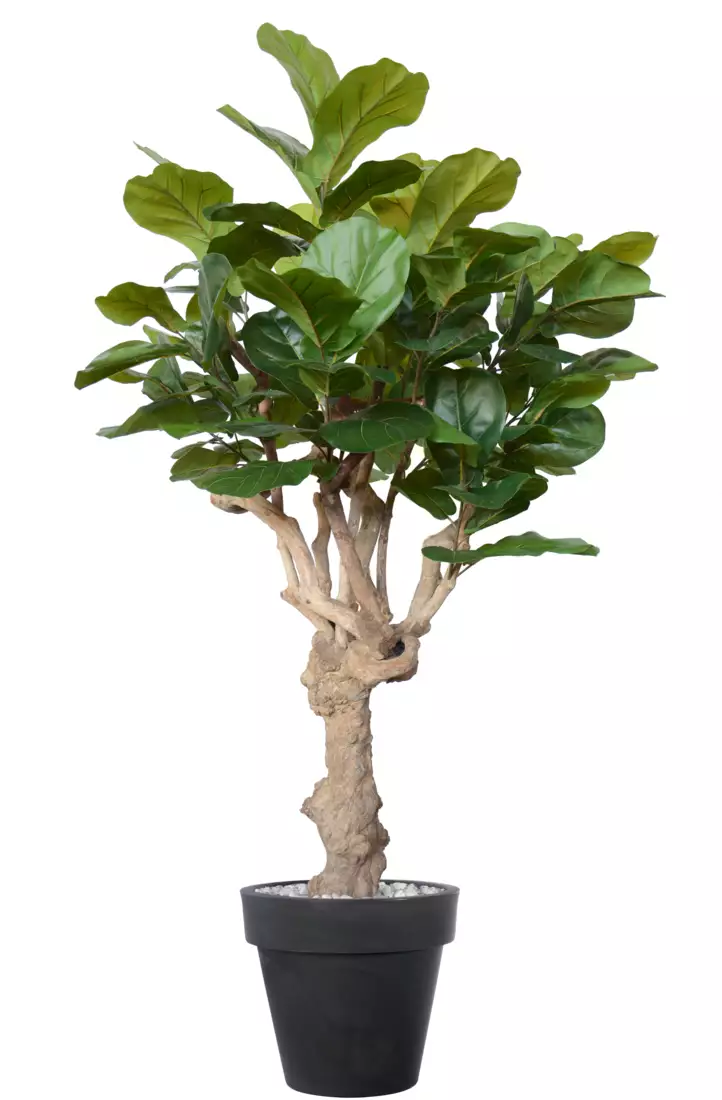 Ficus Lyrata Nidra 220 cm Green V100007