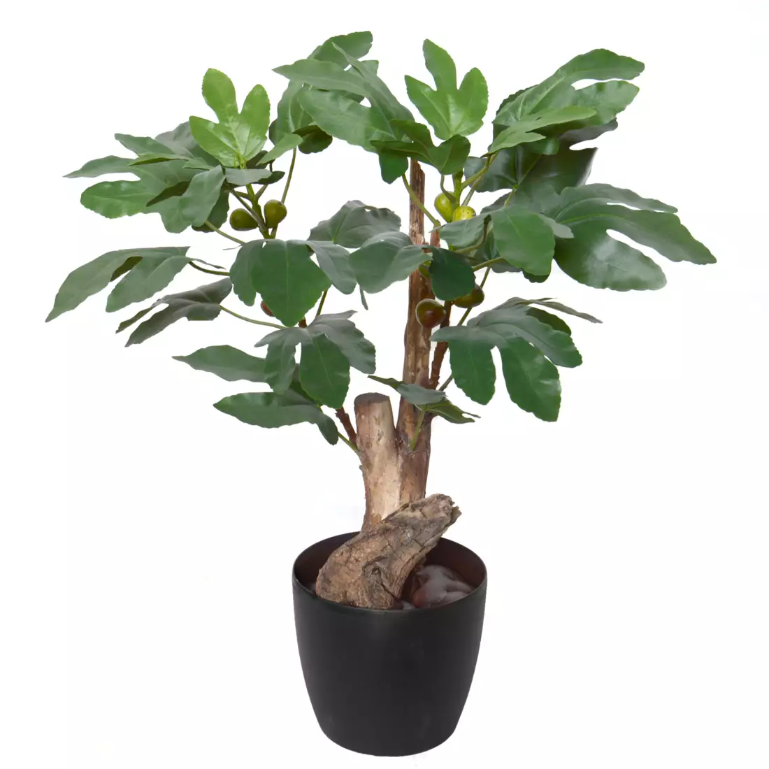 Fig Plant 80 cm Green 1112002