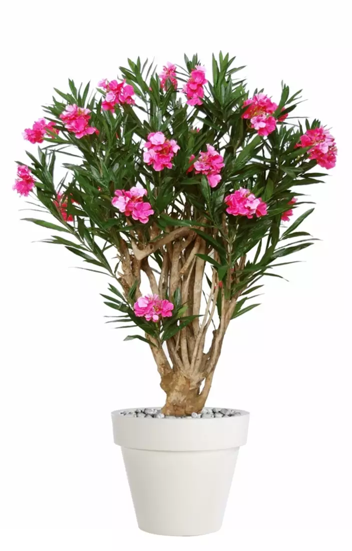 Oleander Robusta 180 cm Pink V1079002