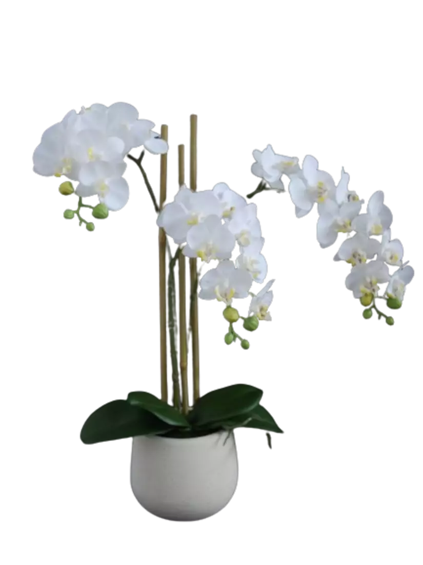 Orchid_Phalaenopsis_Mini_Fiber_Pot_50_cm_White_5685WHT-removebg-preview