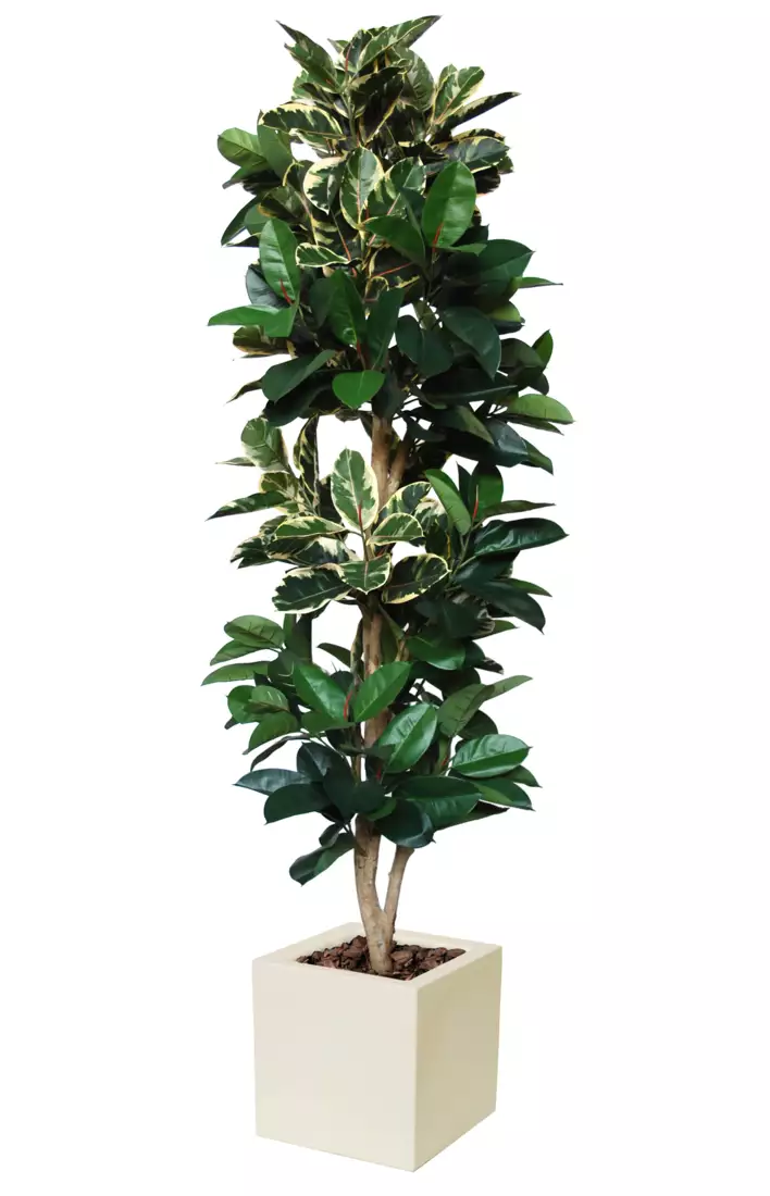 Ficus Elastica Column 250 cm Variegated  V5426015