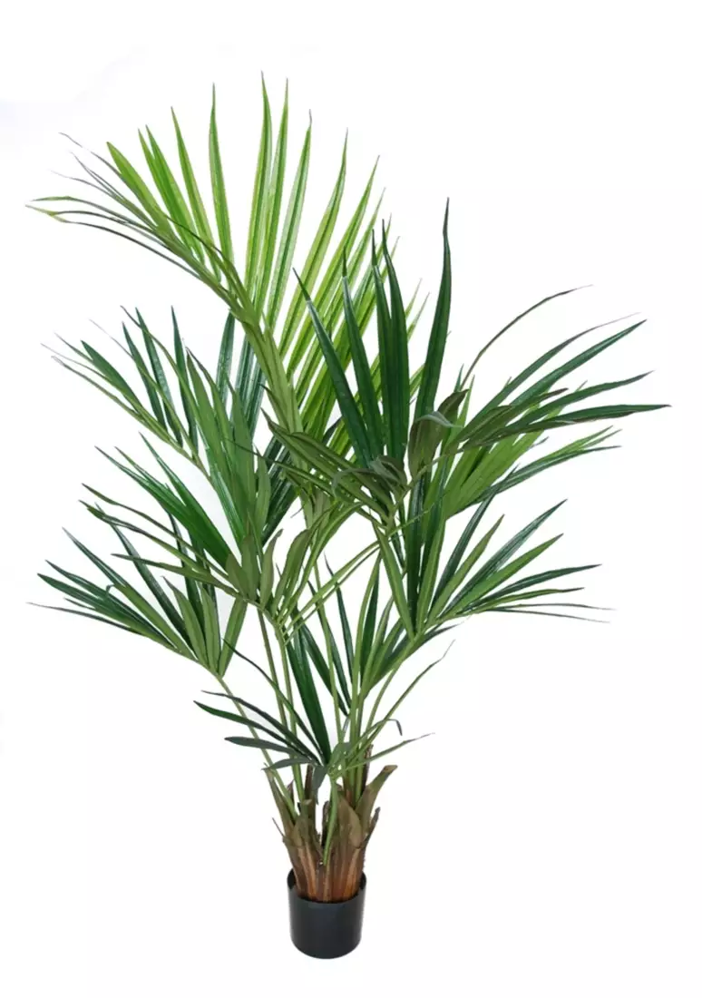 Kentia Palm w pot 160 cm Green 5434GRN