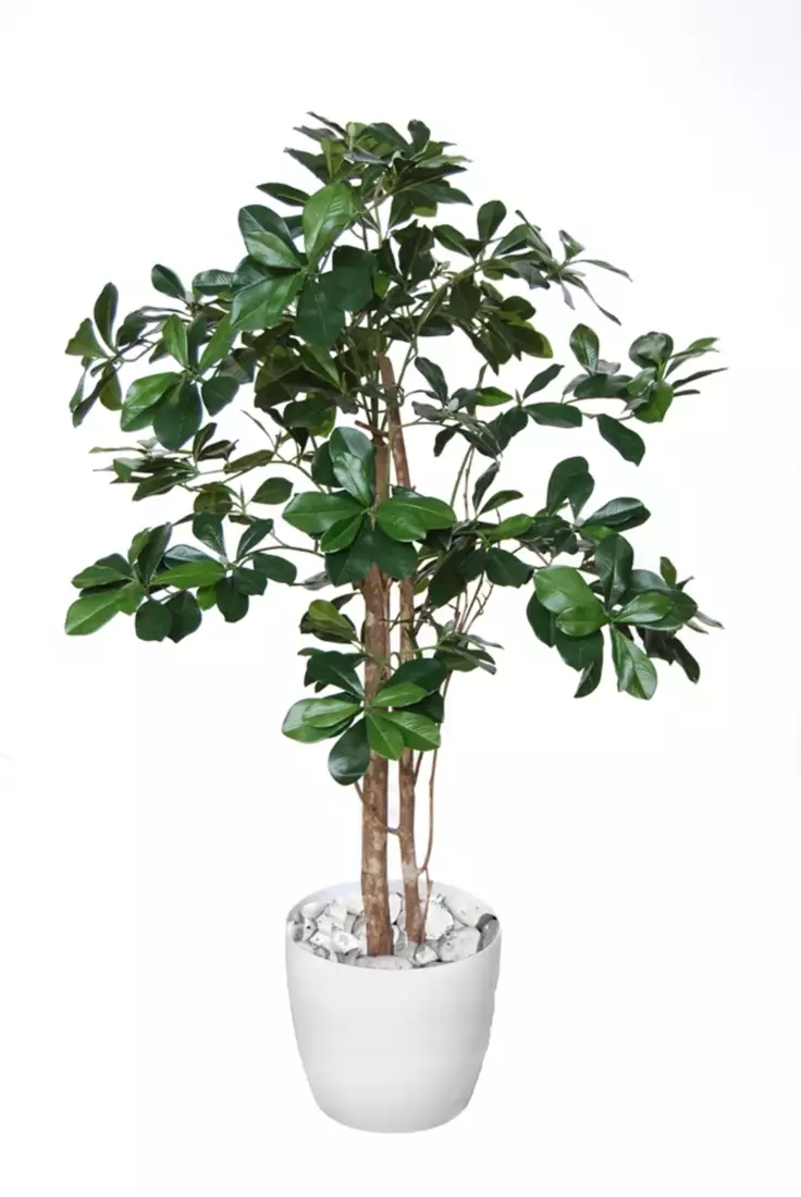 Buxifolia Elfie 100 cm Green 1095G04