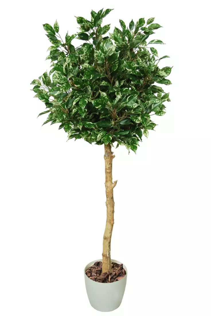 Ficus Nitida Topiary 140 cm Variegated 1101V02