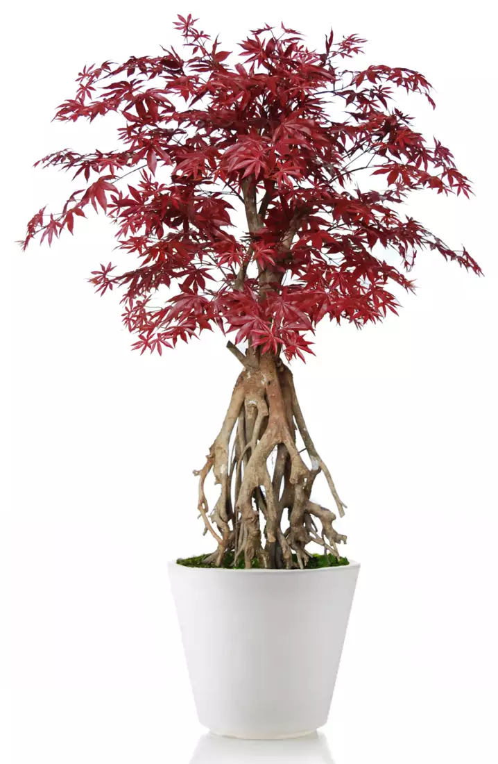 Maple Root Mini 130 cm Burgundy V1046B56