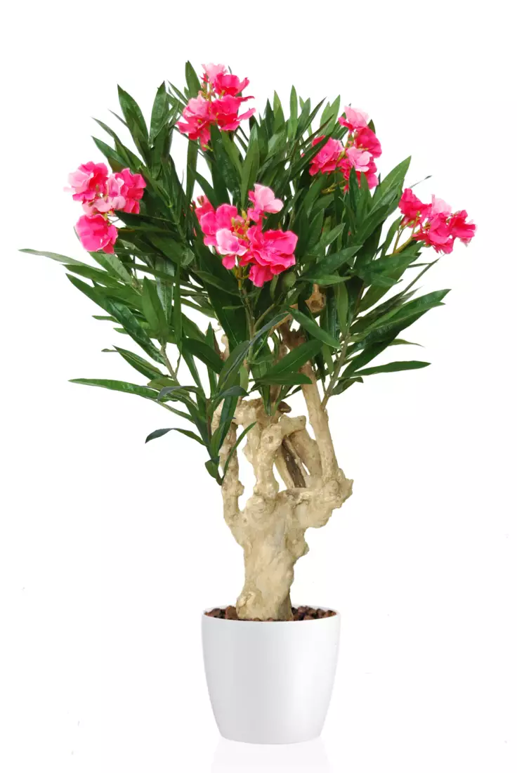 Oleander Crown Mini 100 cm Pink 1079004