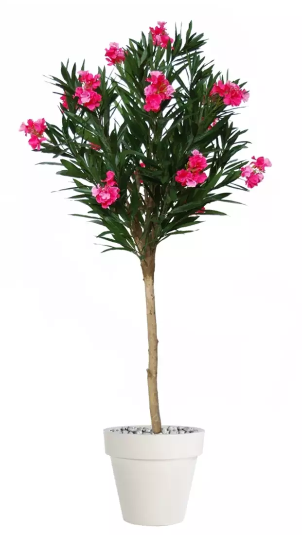 Oleander Globe 200 cm Pink V1079001