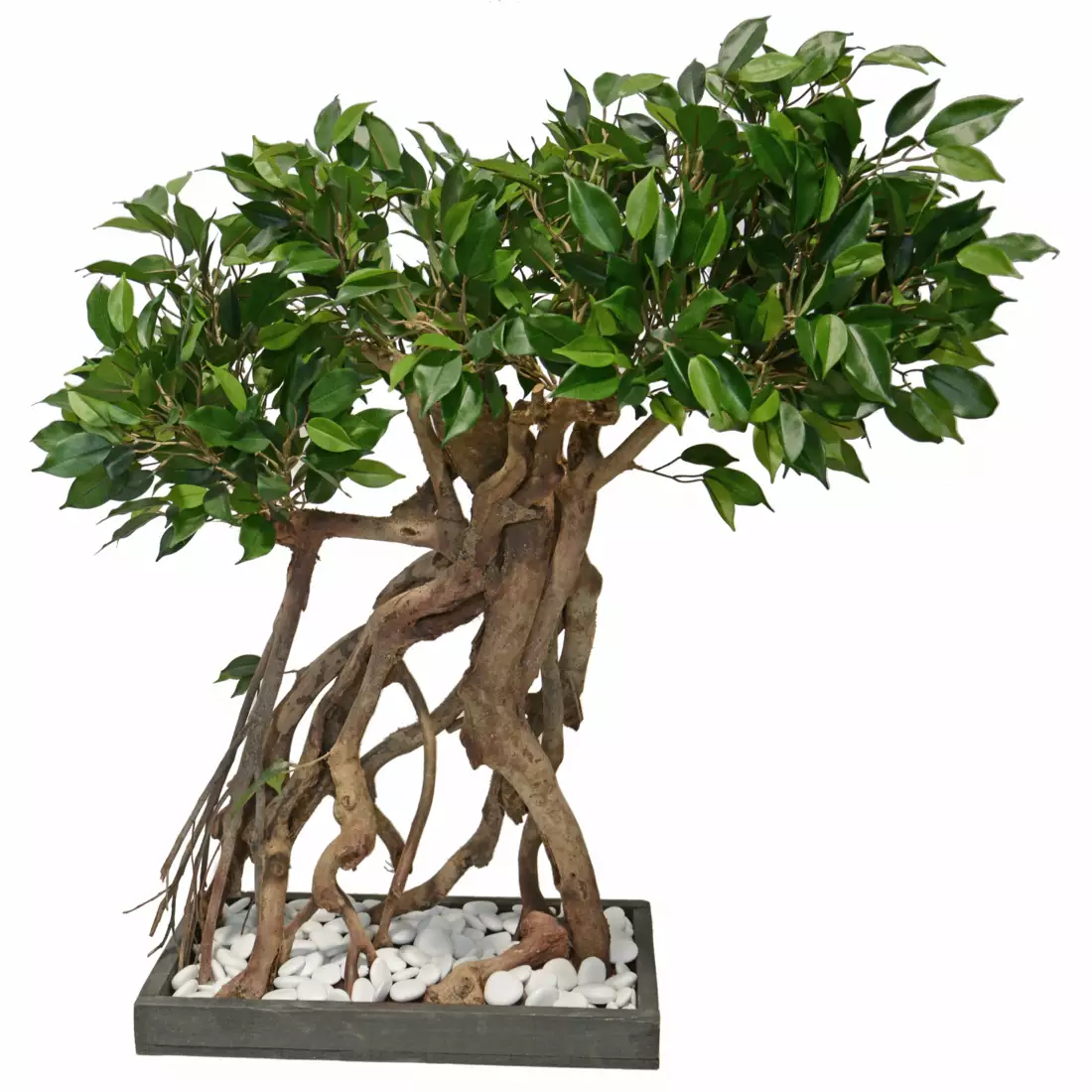 Ficus Nitida Root Bonsai 80 cm Green 1101G04