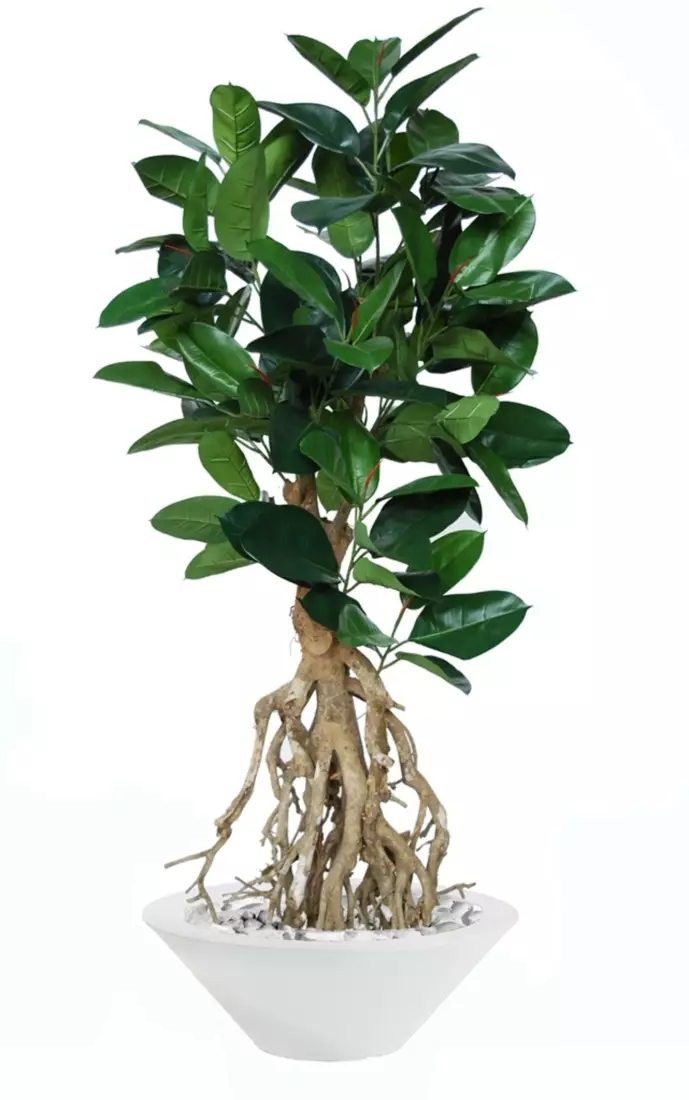 Ficus Elastica Root 180 cm Green V5426006