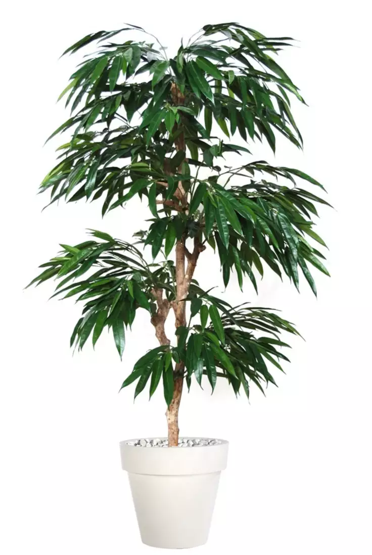 Longifolia Multistep 180 cm Green V1058008