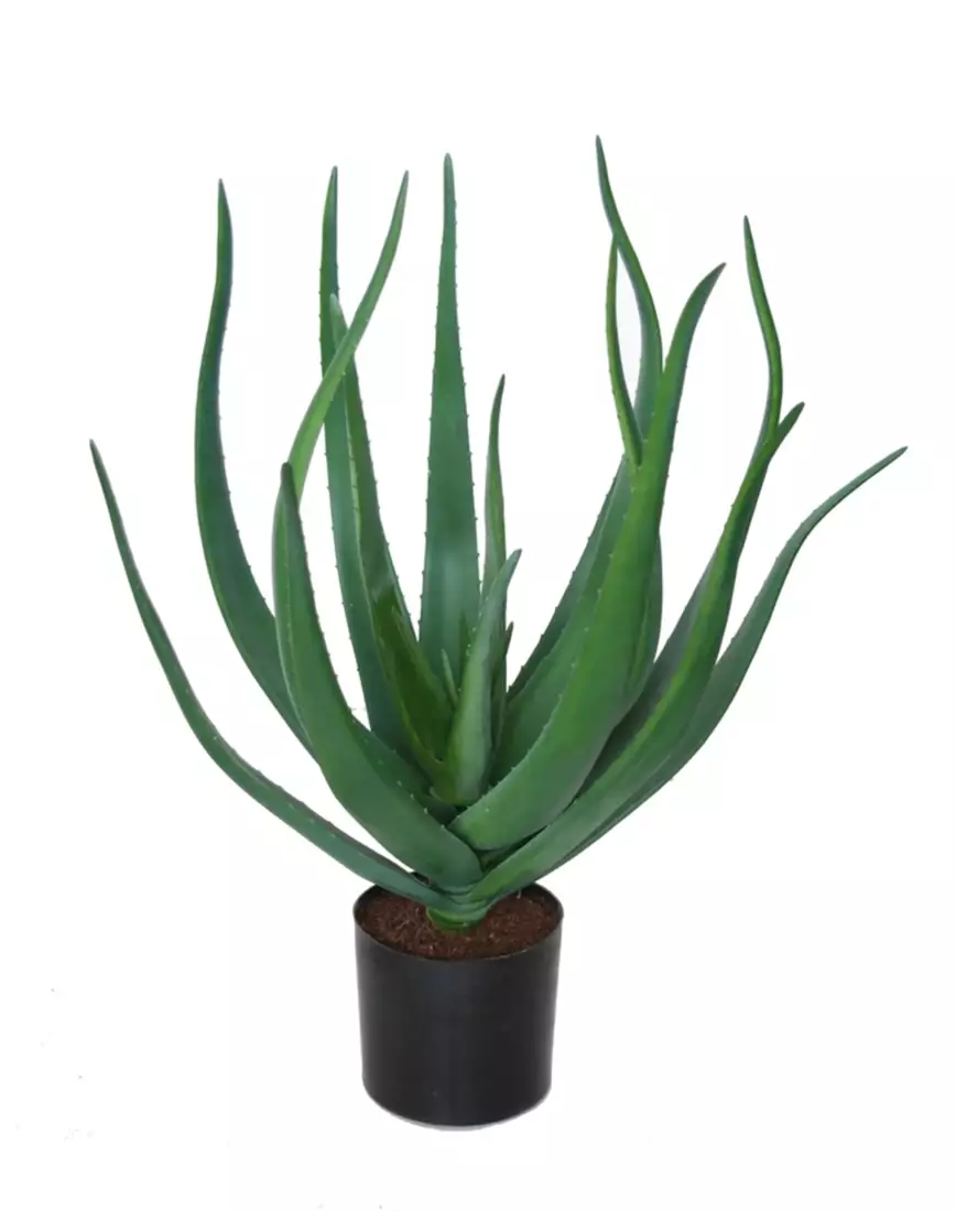 Aloe Vera w pot 60 cm Green 5429GRN