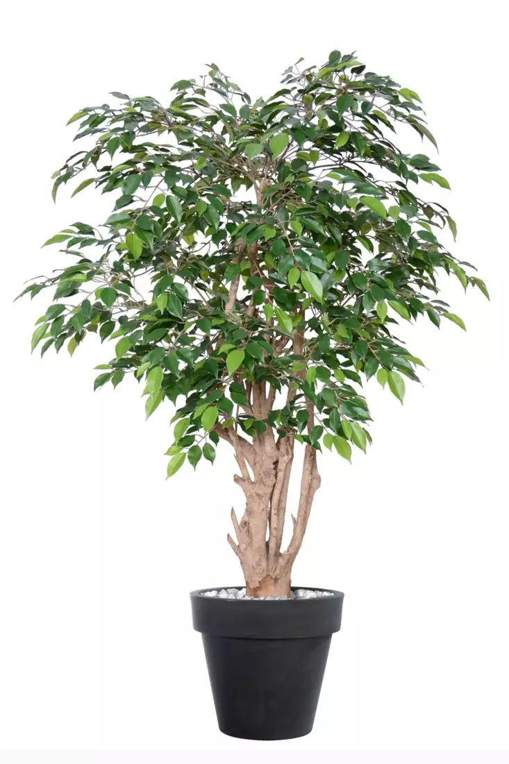 Ficus Nitida Malabar 150 cm Green V1098G03