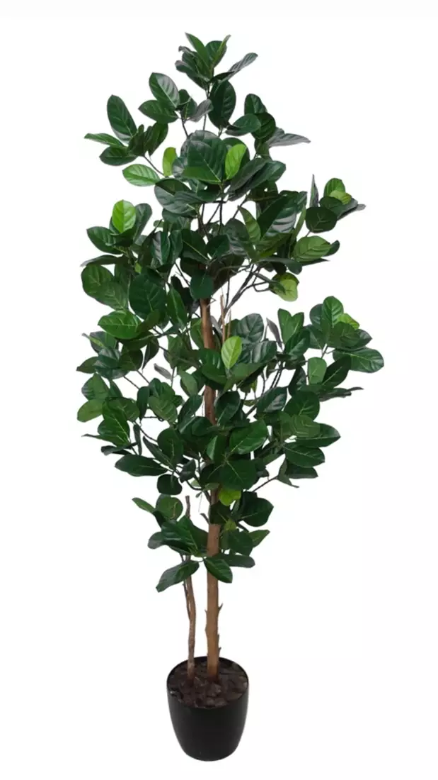 Jackfruit Tree 170 cm Green 5443004