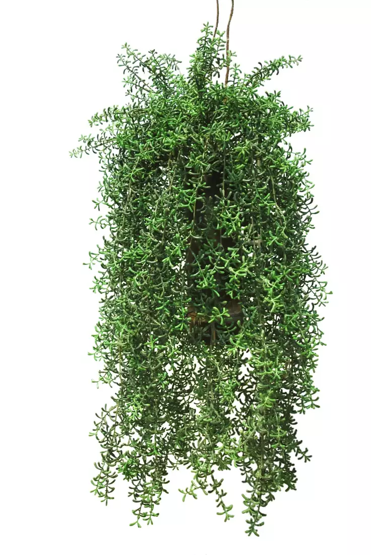 Hanging Senecio 70 cm Green 5605001