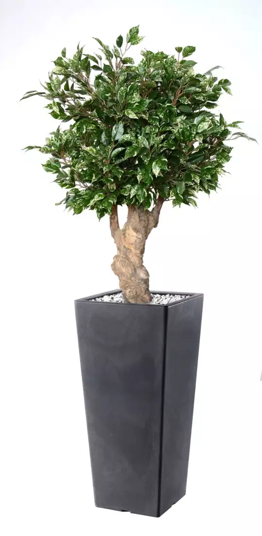 Ficus Nitida Crown Mini 120 cm Variegated V1101V01