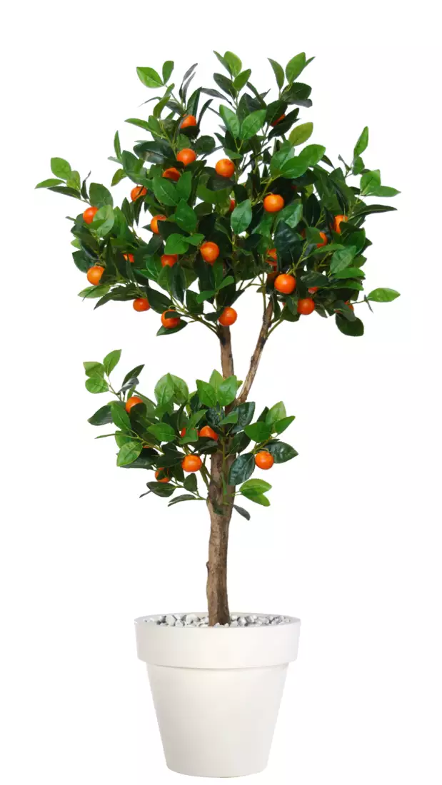 Kumquat Topiary 150 cm Green Orange V1110001