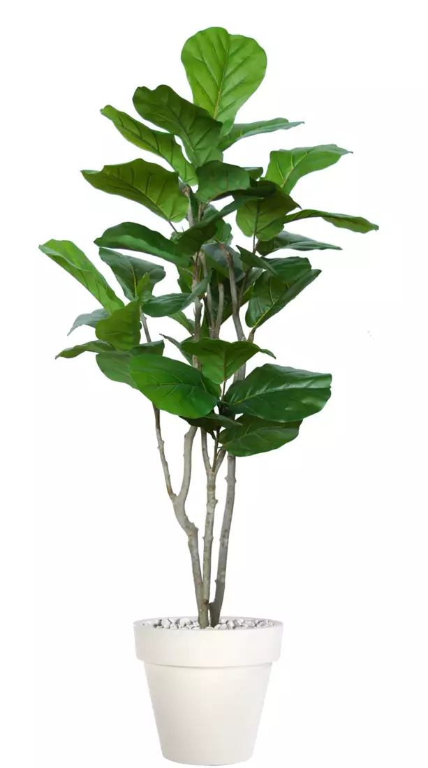 Ficus Lyrata Wild Natural Style 200 cm Green V1100003