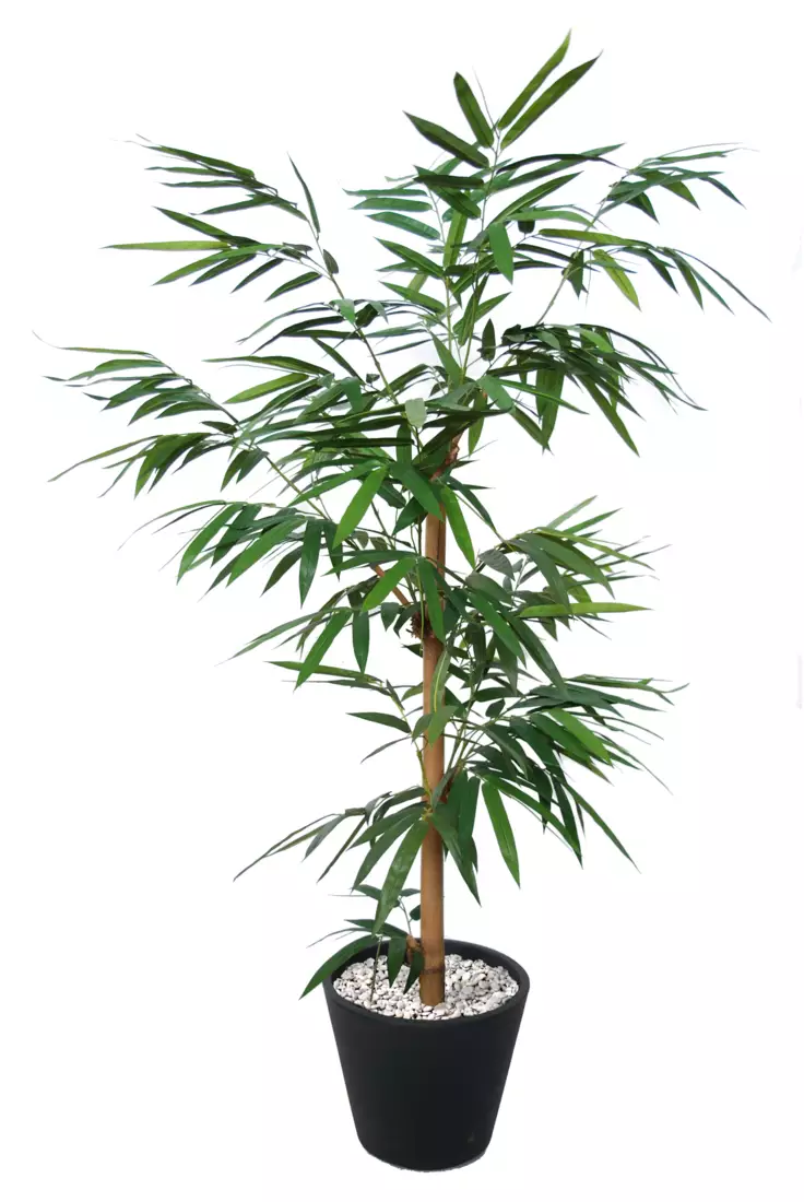 Bamboo Giant Single Tree 180 cm Green 1045001