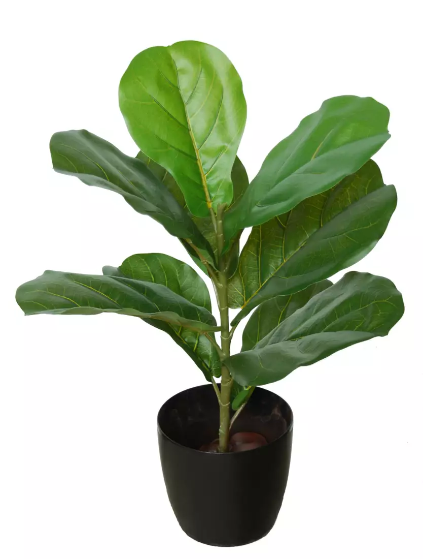 Ficus Lyrata Wild Plant 65 cm Green 1096000