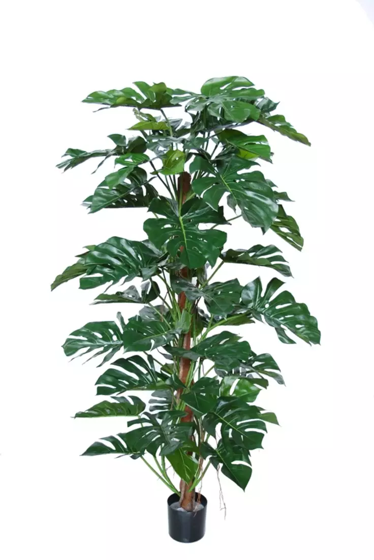 Split Philo Climber w pot 180 cm Green 5438GRN