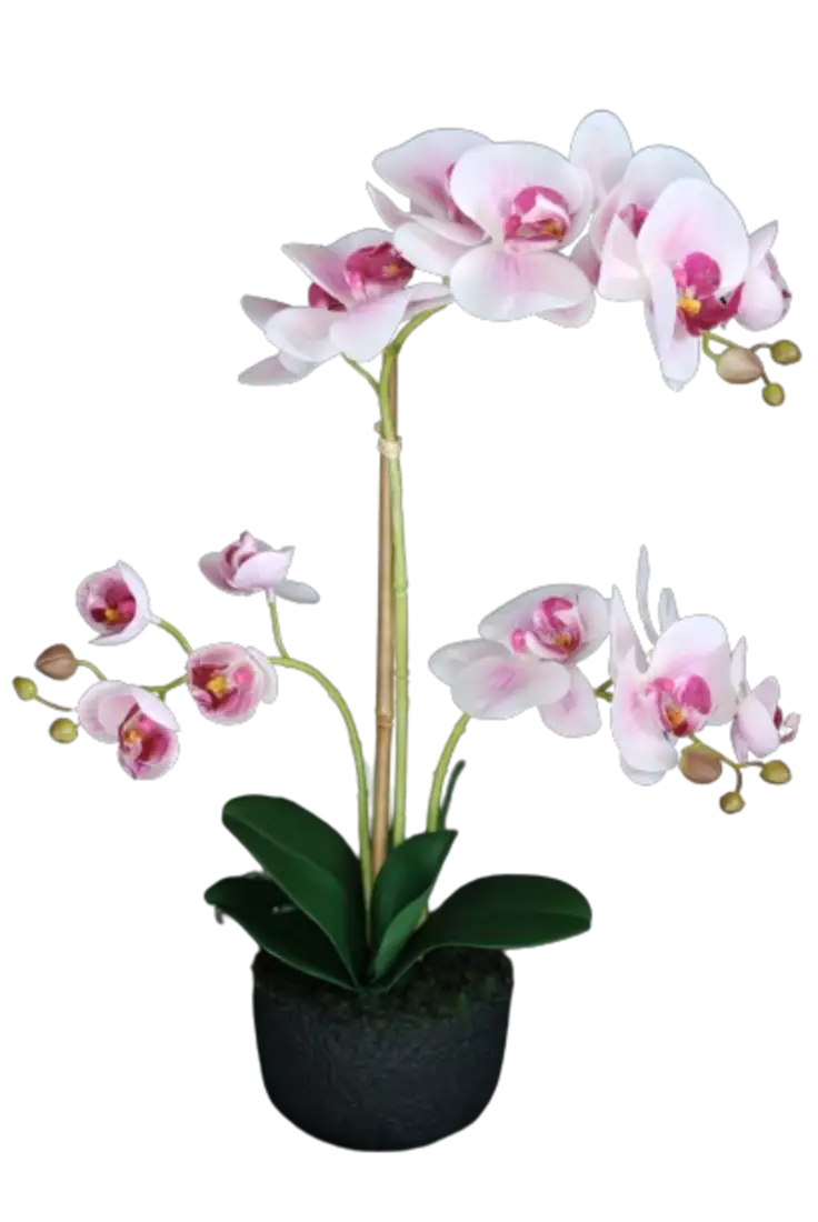 Orchid_Phalaenopsis_Foam_Base_50_cm_Pink_5686PNK-removebg-preview