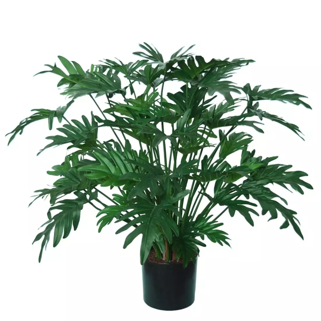 Philodendron Lux  75 cm Green 5513GRN