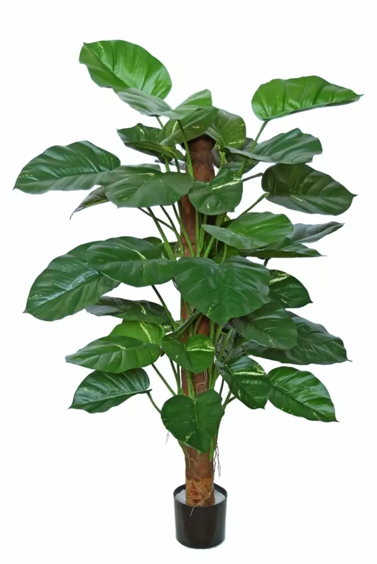 Pothos Golden Plant w pot 140 cm Green 5519GRN