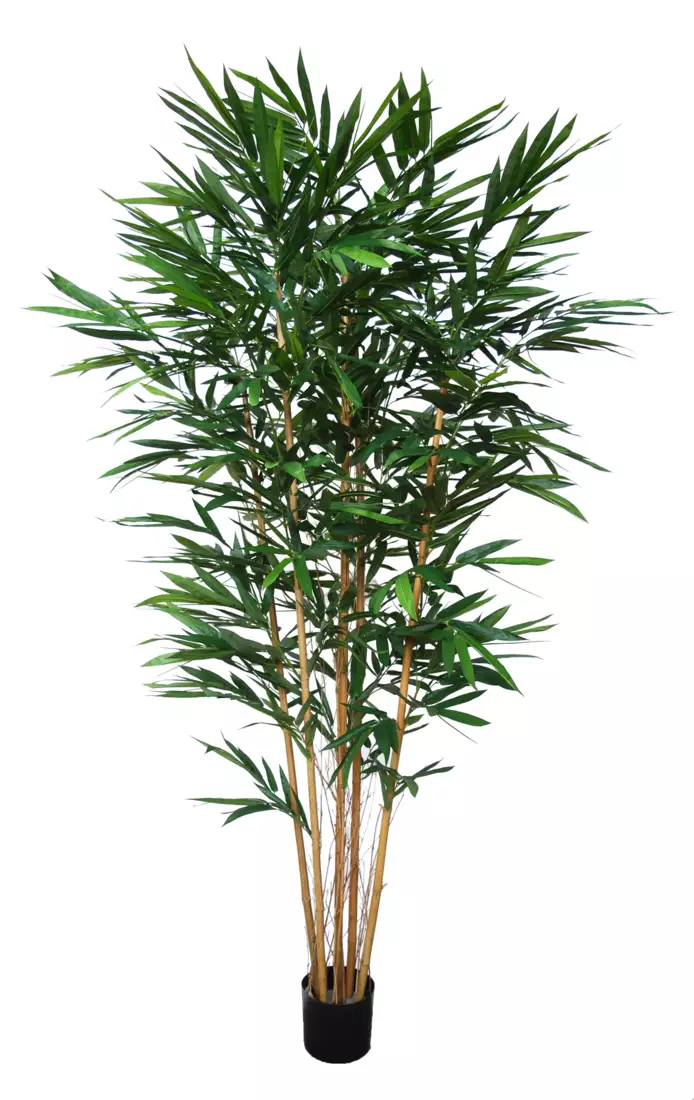 Bamboo Royal w pot 240 cm Green 5642GRN